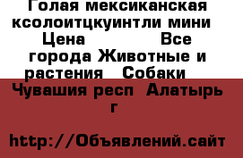 Голая мексиканская ксолоитцкуинтли мини › Цена ­ 20 000 - Все города Животные и растения » Собаки   . Чувашия респ.,Алатырь г.